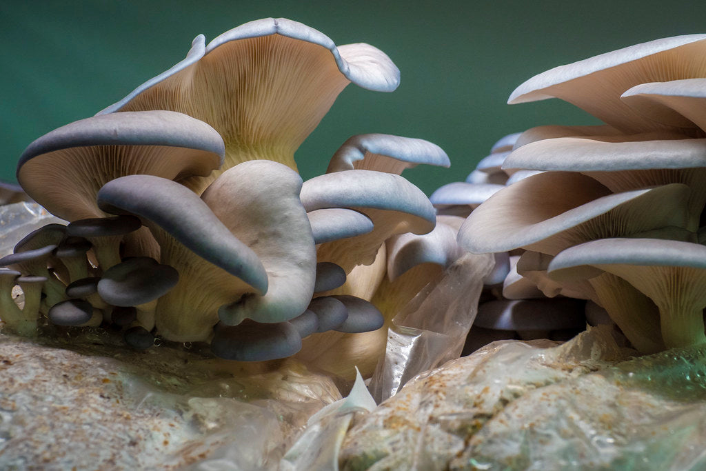Blue Oyster Mushrooms