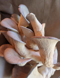Fresh blue oyster mushrooms grown at Stone & Spore in Berryville, Virginia