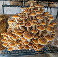 Fresh chestnut mushrooms grown at Stone & Spore in Berryville, Virginia