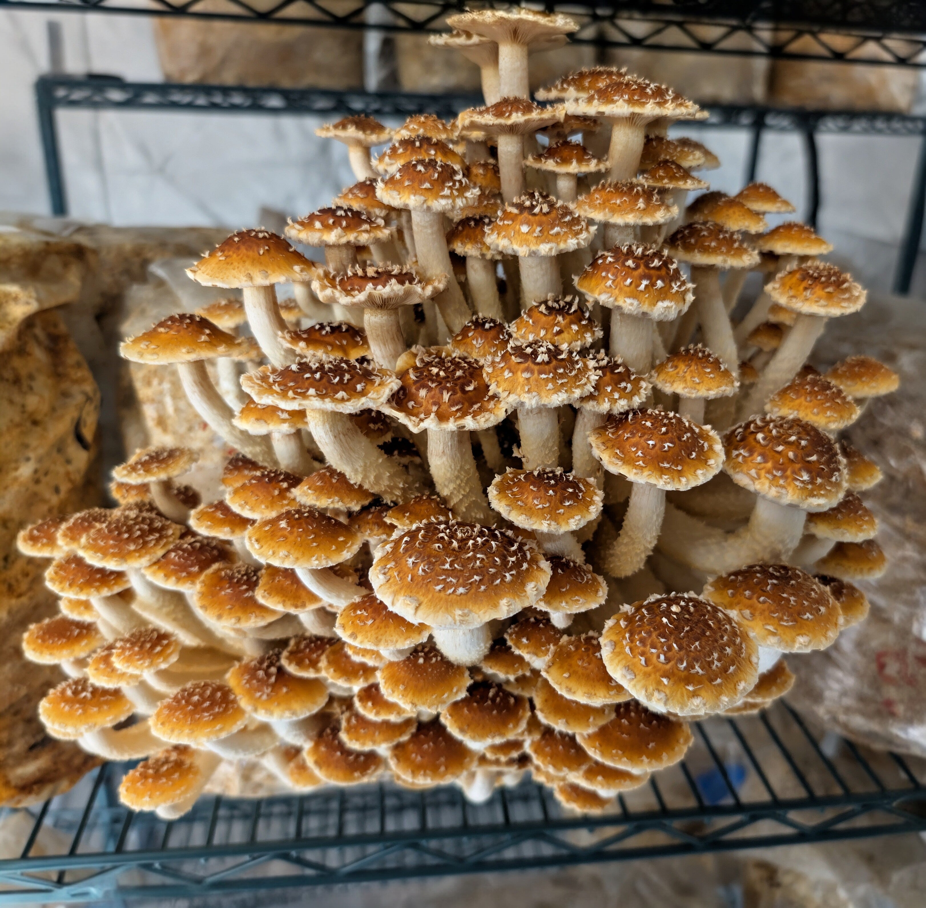 Chestnut Mushrooms