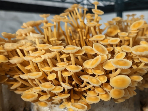 Golden enoki mushrooms fruiting at the Stone & Spore facility in Berryville, Virginia