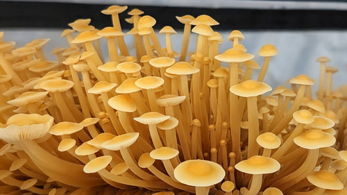 Fresh golden enoki cluster grown at Stone & Spore in Berryville, Virginia