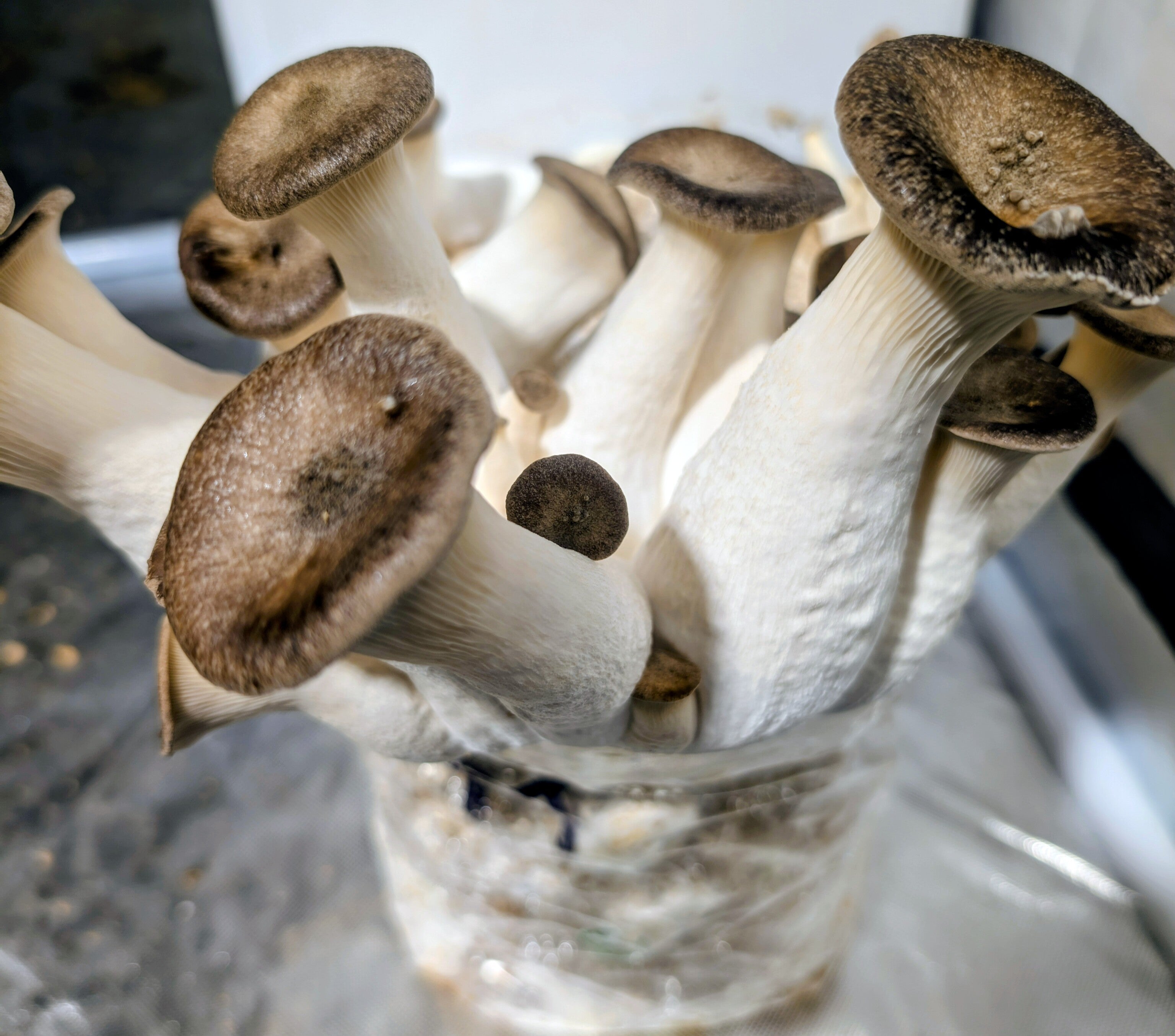 King Black Pearl Mushrooms