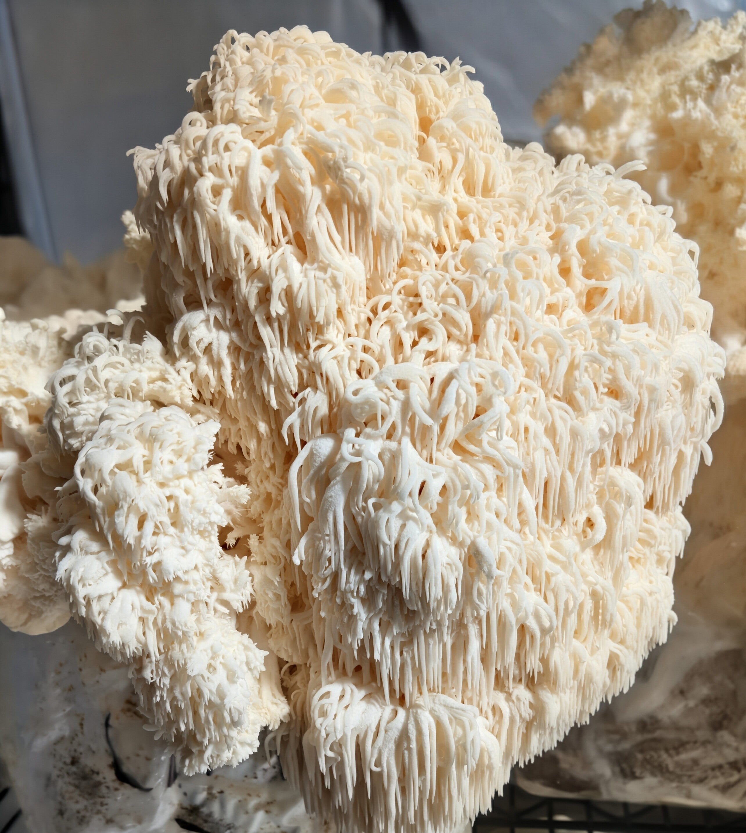 Lions Mane Mushrooms