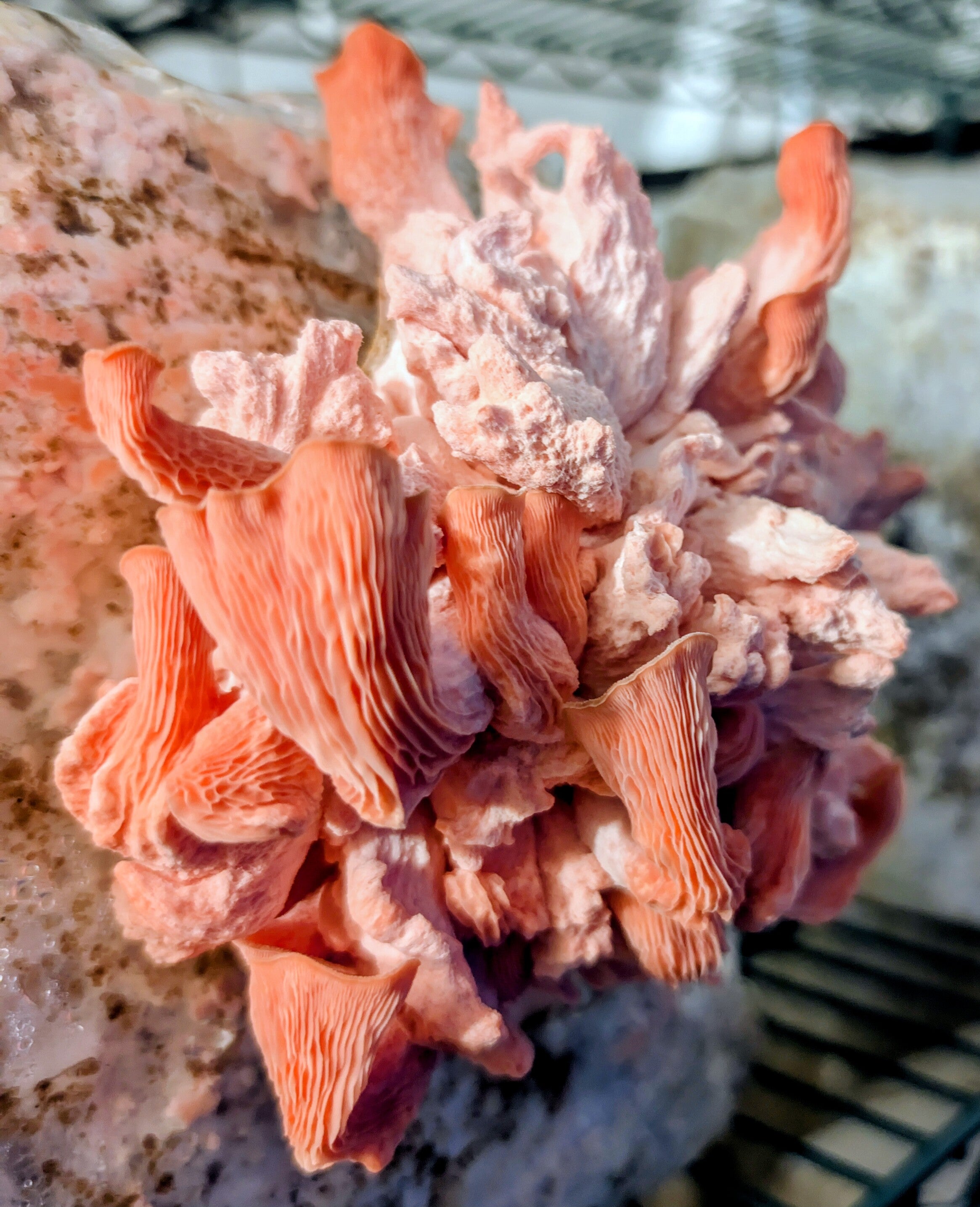 Same-Day Fancy Oysters
